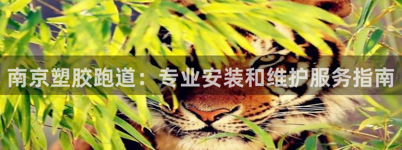z6com尊龙凯时代理：南京塑胶跑道：专业安装和维护服务指南