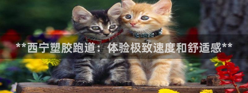 尊龙贴吧：**西宁塑胶跑道：体验极致速度和舒适感**